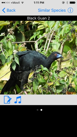 Costa Rica Birds Basic(圖2)-速報App