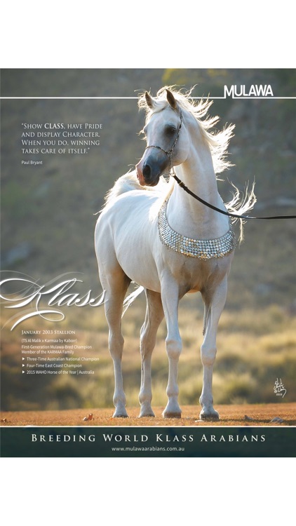 Arabian Studs and Stallions