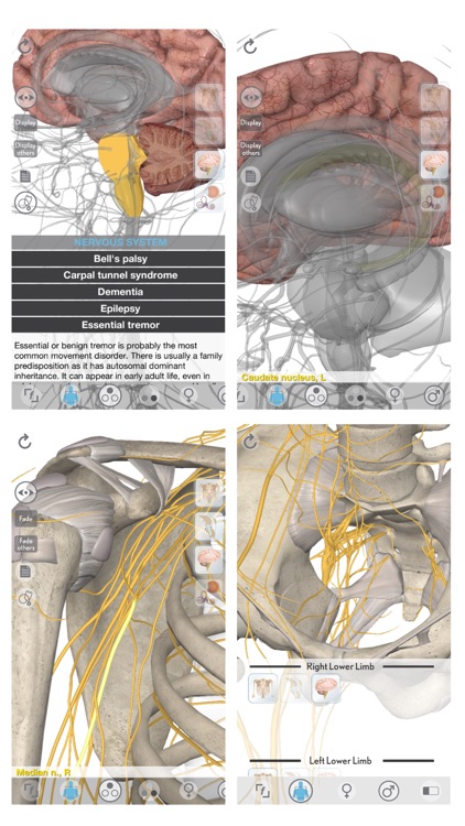 3D Organon Anatomy - Brain and Nervous System