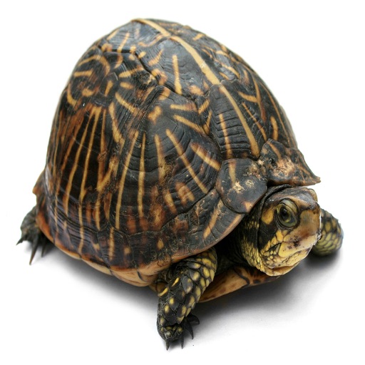 Ricochet Turtle iOS App