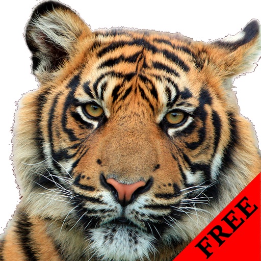 Tiger Photos & Videos FREE icon