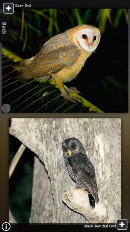 Owls Encyclopedia!