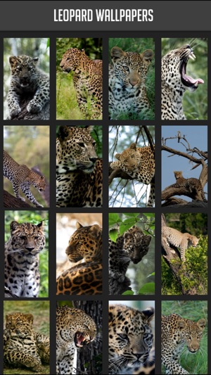 Leopard Wallpaper