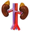 Adrenal Gland on Kidney 3D