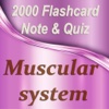 Muscular System Exam Review 2000 Flashcard Quiz & Study Note