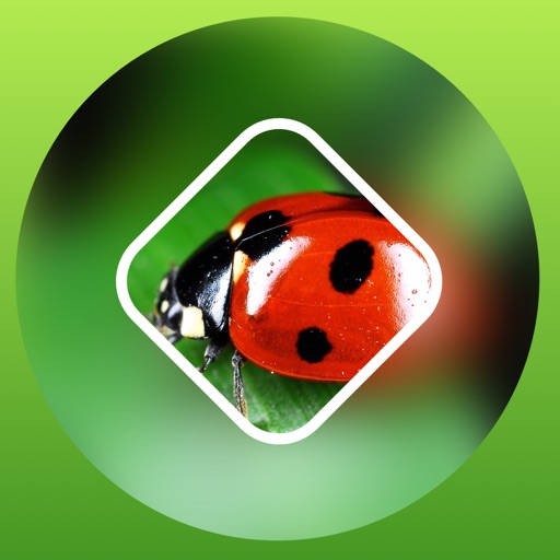 Blurry Pics - blurred objects photo puzzle