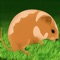 Amazing Hamster Jump Adventure - crazy speed running arcade game