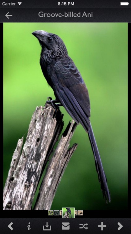 Cuckoos Info Kit