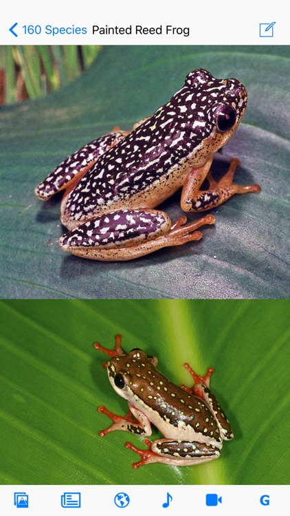 Frogs of Southern Africa
