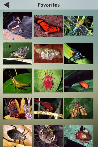 Insects Pedia screenshot 4