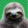 Sloth Stickers - create, edit and share funny photos alongside your friend from the rainforest FREE!