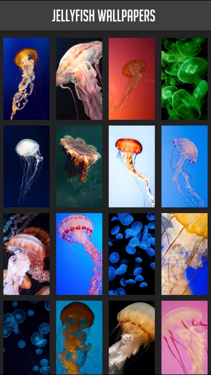 Jellyfish Wallpapers