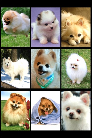 Pomeranian Wallpaper HD screenshot 2