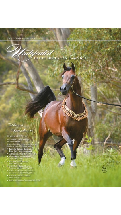 Arabian Studs and Stallions