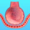Section of Alveolus 3D