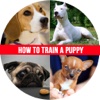How to Train a Puppy - House Train a Puppy When You Work All Day