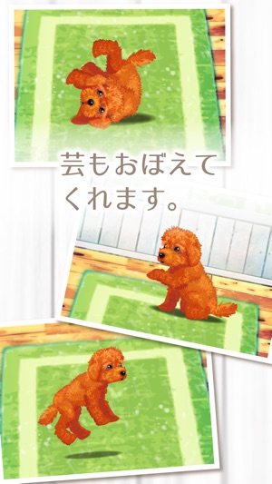 My Dog Life -Toy Poodle Edition-(圖2)-速報App