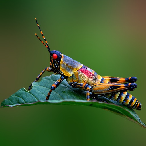 Amazing Insects