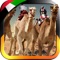 Exciting Camel Racing in the UAE tracks (Abu Dhabi, Dubai, 