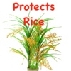 Protects Rice