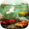 Koi Aqua HD is an amazingly realistic tropical undersea paradise designed in 1080P