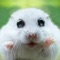 See lots of cute animal pics on your Apple Watch, iPad, iPhone, or iPod Touch