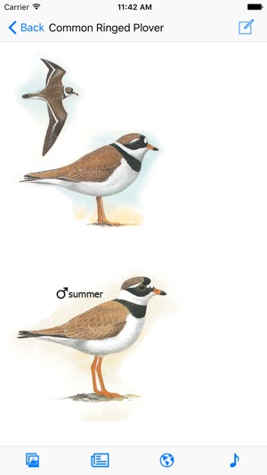 Birds of Western Palearctic