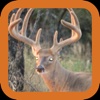 Deer Hunting: Whitetail Challenge