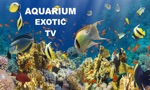 Aquarium Virtual Tv