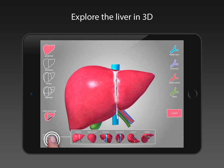 Surgical Anatomy of the Liver