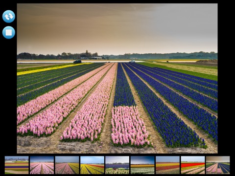 Flowers in Holland screenshot 4