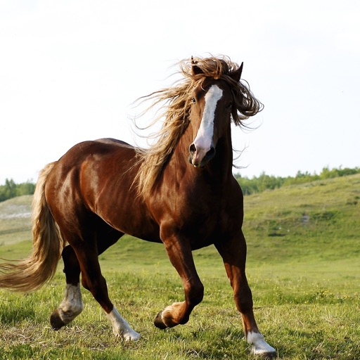 Horse Breeds HD icon