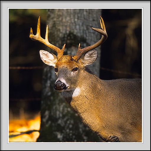 Trophy Whitetail Deer Hunting Icon