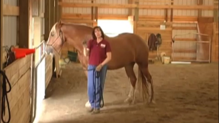 Horse Training screenshot-3