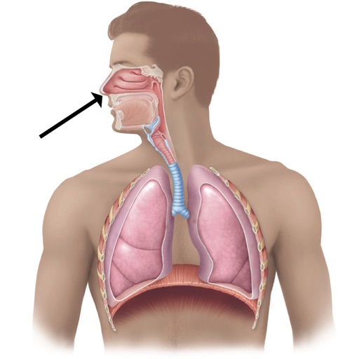 Human Biology : Respiratory System Quiz iOS App