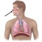 Human Biology : Respiratory System Quiz