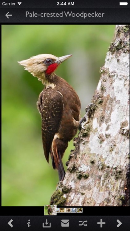 Woodpeckers Guide!