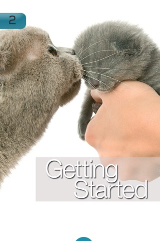 Cat Breeding For Beginners screenshot 2