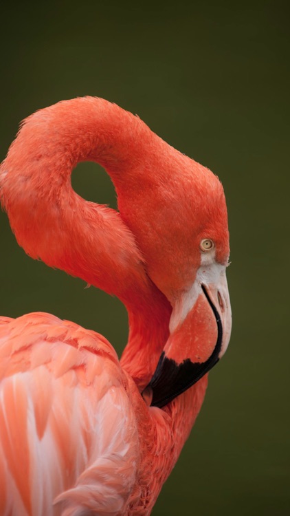 Unique Bird Wallpapers: Stunning Ornithological Backgrounds