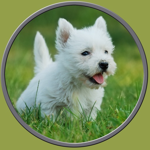 dogs pictures to win for kids - no ads icon