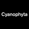 Cyanophyta