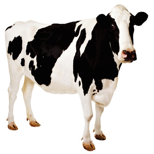 Cows 2 More Cow Bell - Sound Effects, Ringtones, and Alarms from the Farm to You iOS App