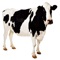 Cows 2 More Cow Bell - Sound Effects, Ringtones, and Alarms from the Farm to You