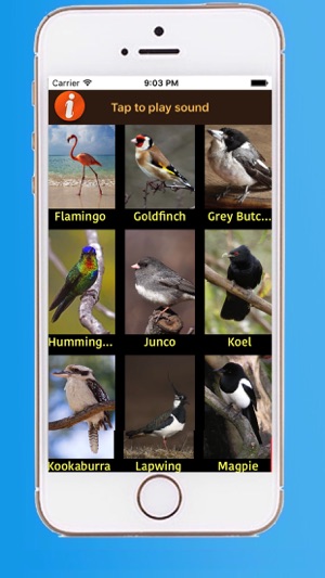 Beautiful Birds Sounds(圖4)-速報App