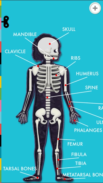 The Human Body by Tinybop screenshot-4