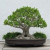 Bonsai Starter