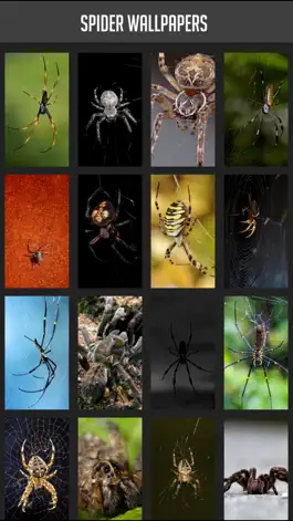 Game screenshot Spider Wallpapers mod apk