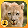 Jungle and Rainforest Animals: puzzle game