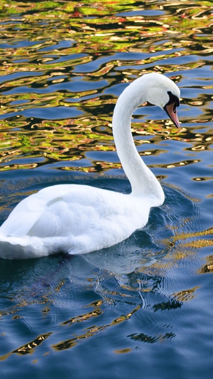 Unique Bird Wallpapers: Stunning Ornithological Backgrounds