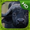 Cape Buffalo Simulator - HD